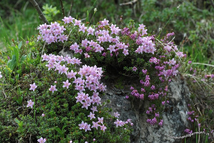 045  Rododendro cistino.JPG